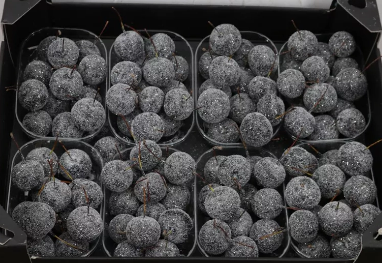 Waxmalus gl ziver