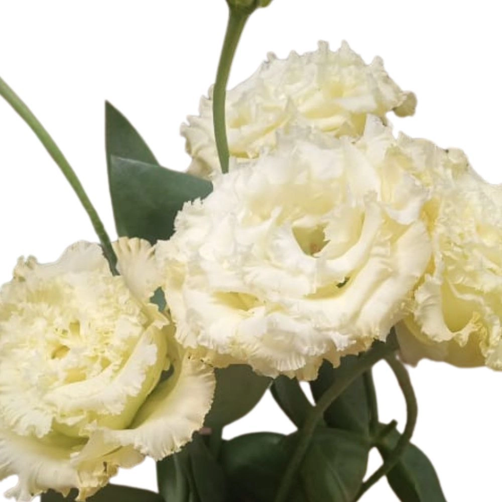 Eustoma double gen yellow