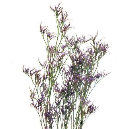 Limonium safora dark blue | Wholesale flowers, plants and supplies Limonium safora dark blue