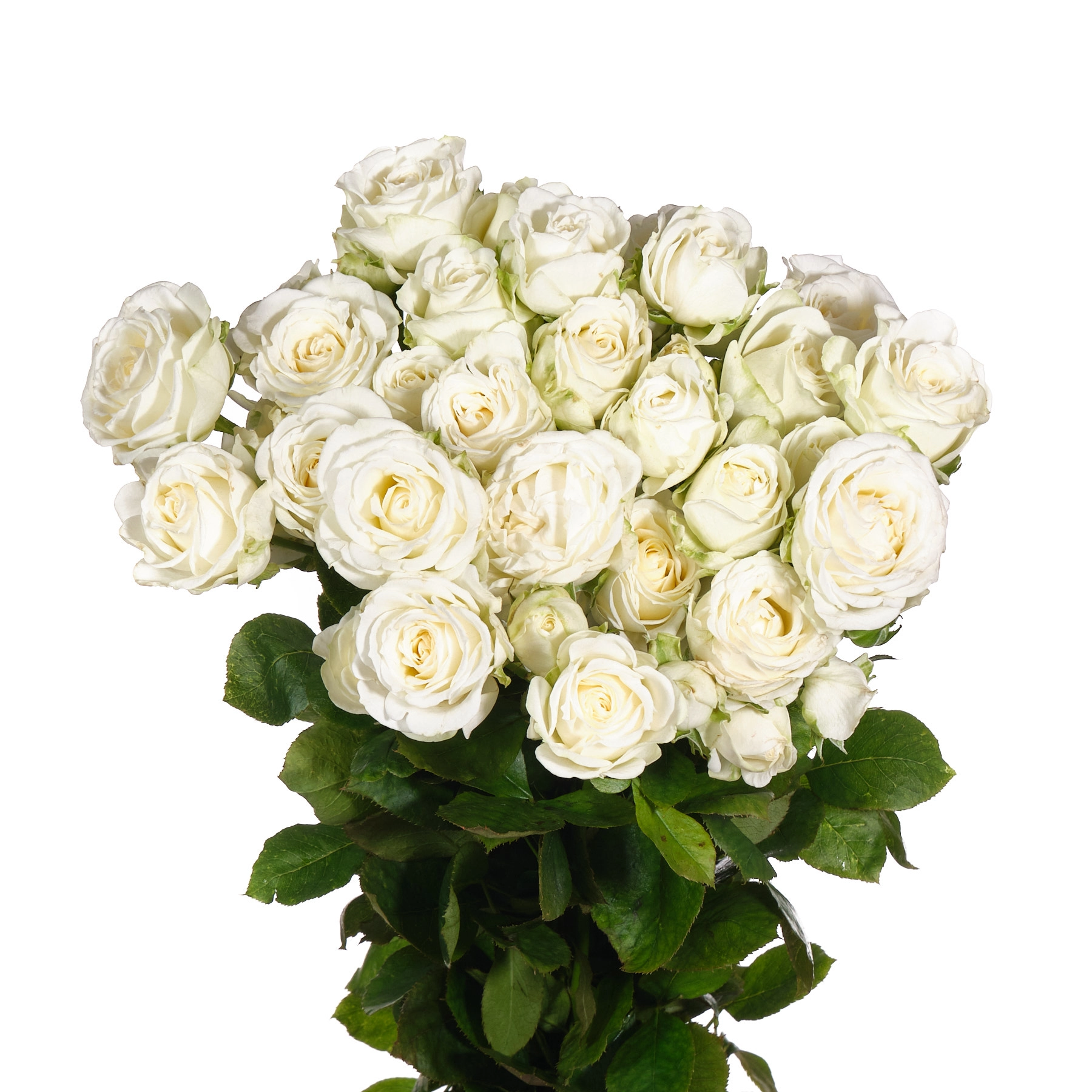 Rose spray miss bombastic | Wholesale flowers, plants and supplies Rose spray miss bombastic