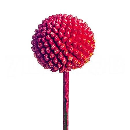 Craspedia tinted red