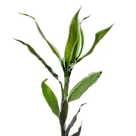 Blad Dracaena sanderiana white