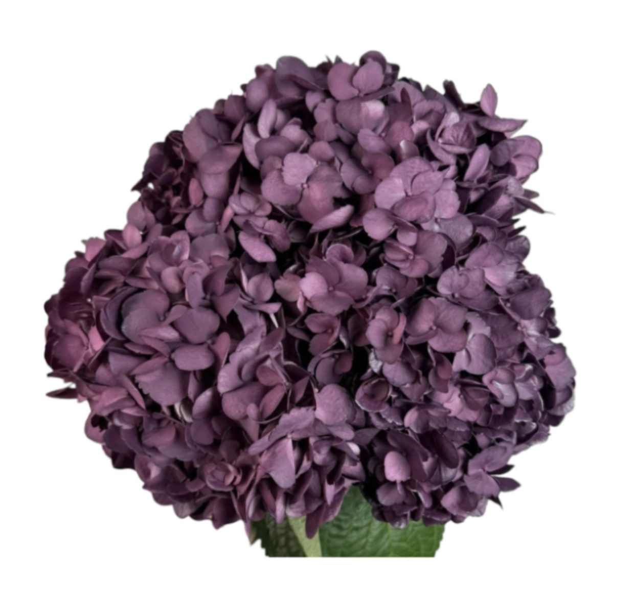 Hydrangea premium velvet love