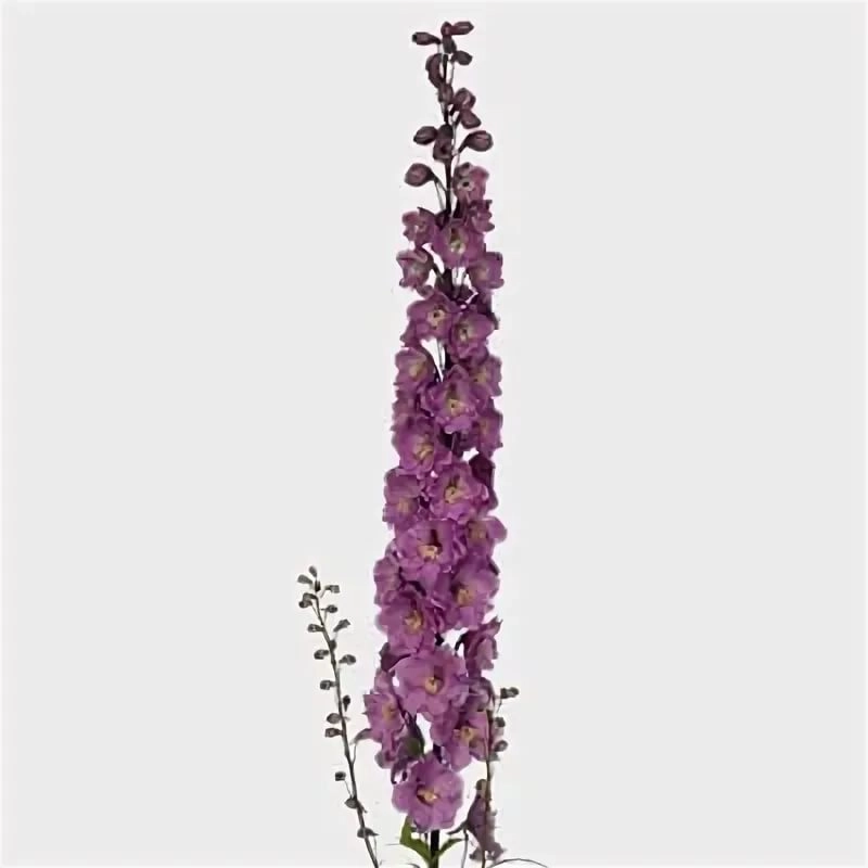 Delphinium double dewi amsterdam