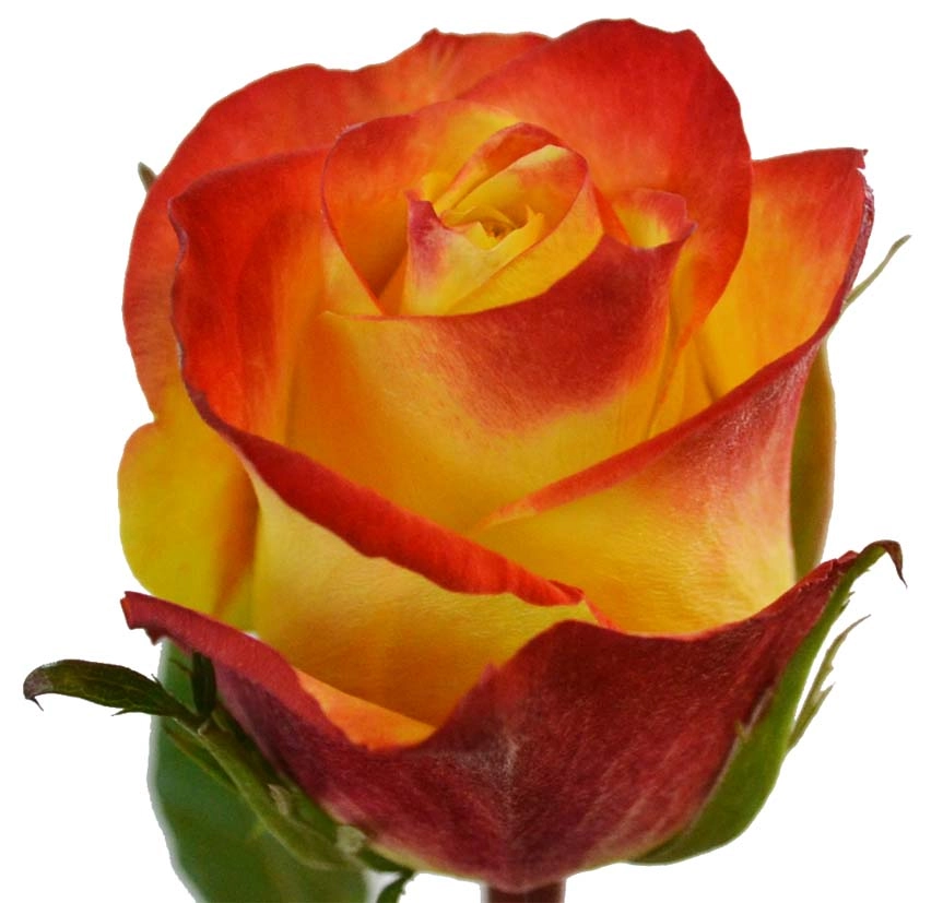 Rose tutti frutti