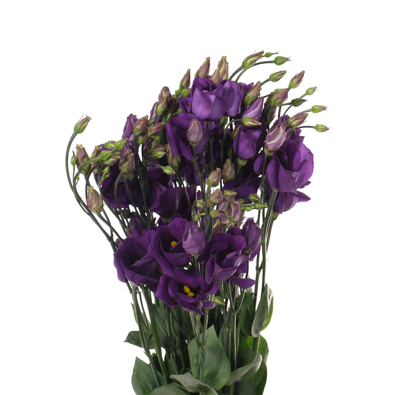 Eustoma enkel piccolo violet