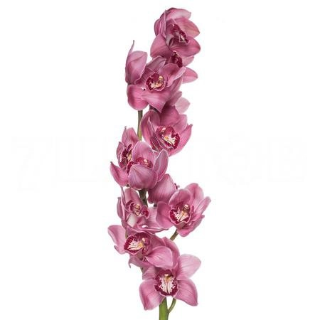 Cymbidium monica