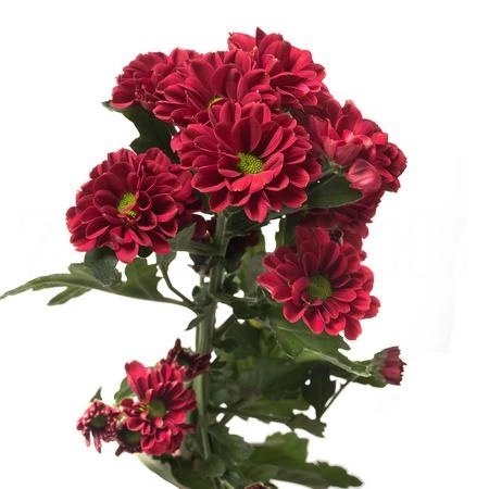 Chrysanthemum spray melissa red