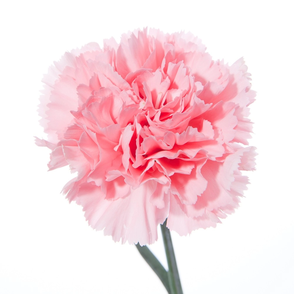 Carnation pink