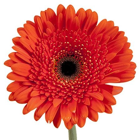 Gerbera candela