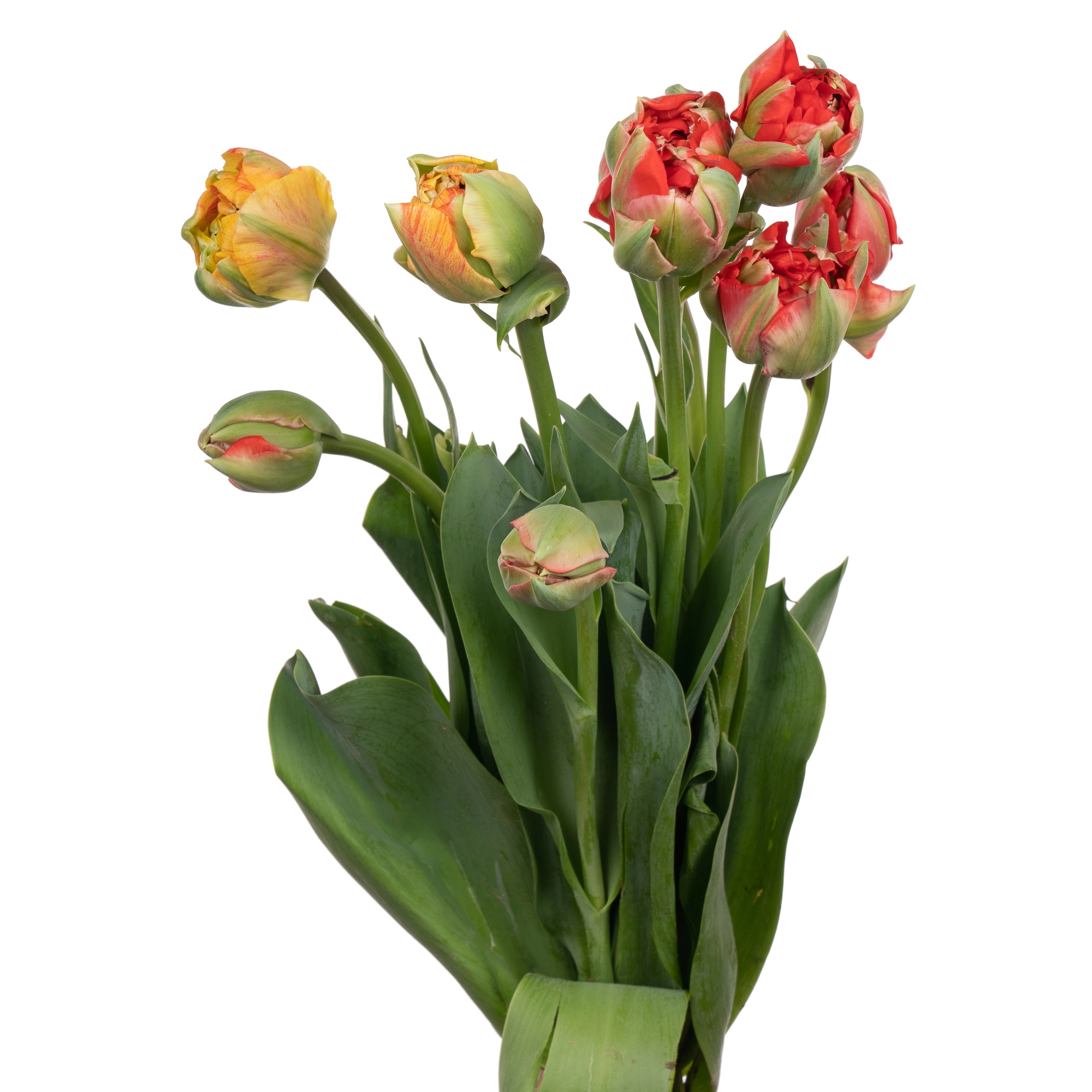 Tulip double gudoshnik double | Wholesale flowers, plants and supplies Tulip double gudoshnik double