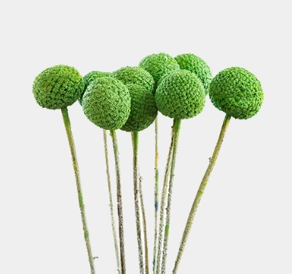 Craspedia green | Wholesale flowers, plants and supplies Craspedia green