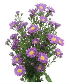 Aster casarosa | Wholesale flowers, plants and supplies Aster casarosa