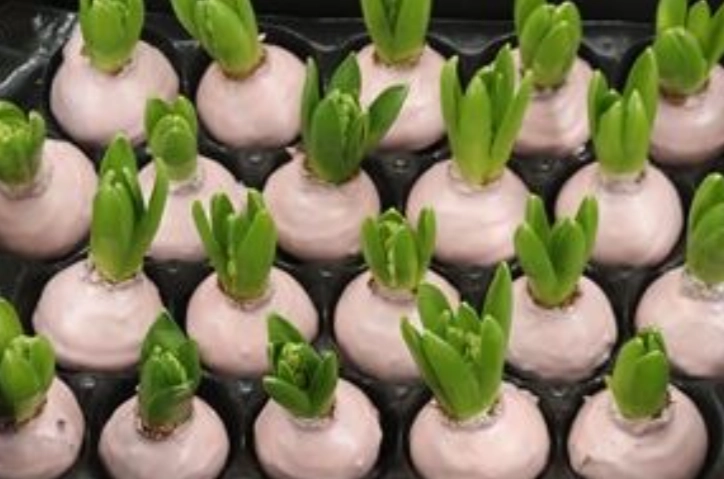 Wax Hyacinth ivoor