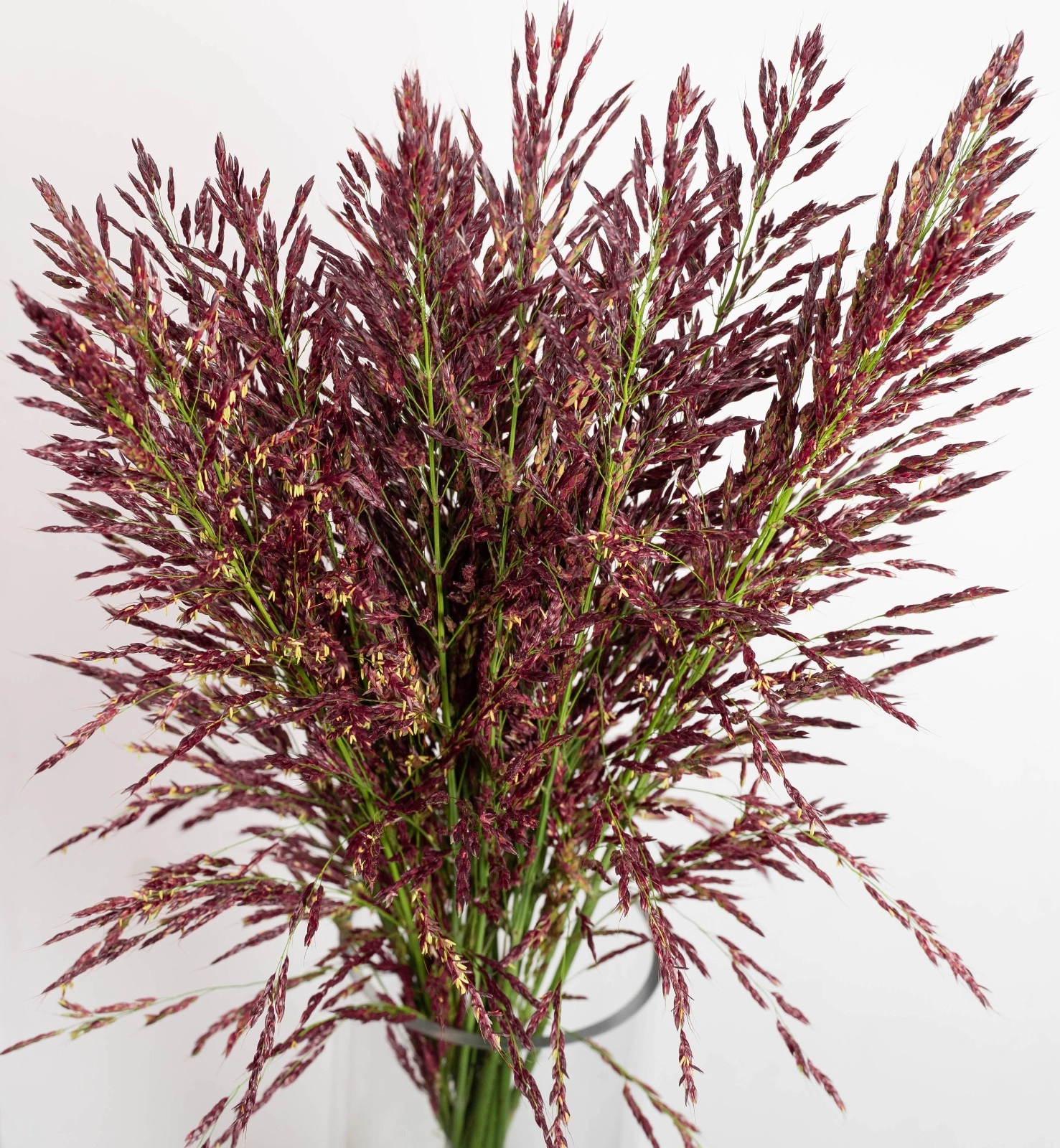 Umbrella red | Wholesale flowers, plants and supplies Umbrella red