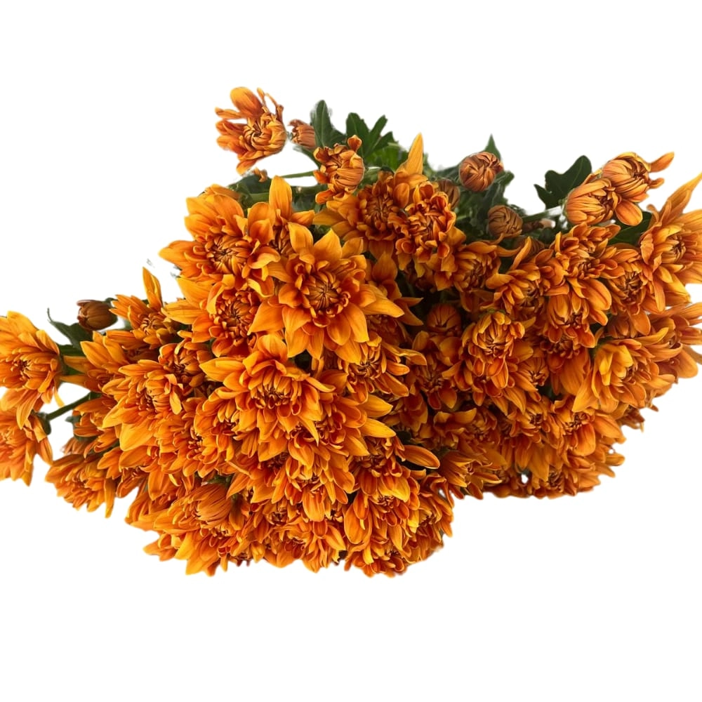 Chrysanthemum spray forgotta