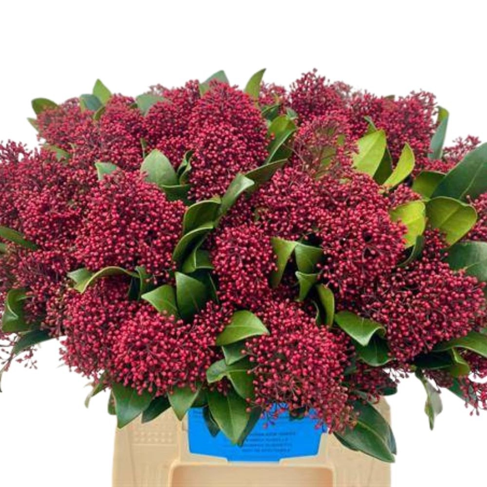 Skimmia rubella