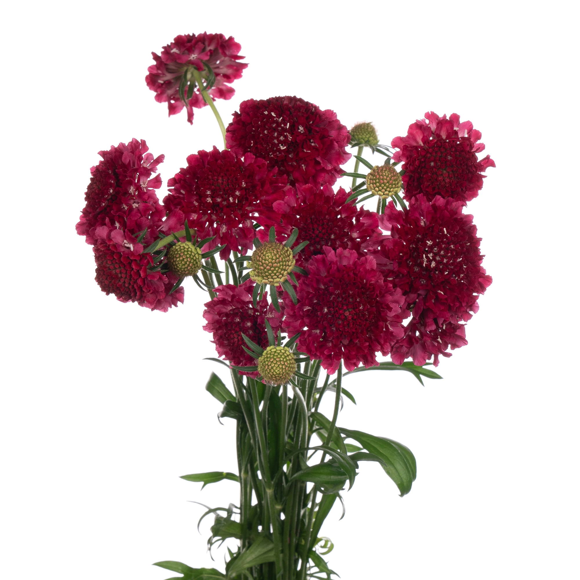 Scabiosa qis deep red