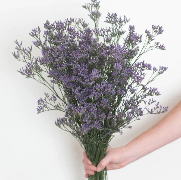 Limonium purple | Wholesale flowers, plants and supplies Limonium purple