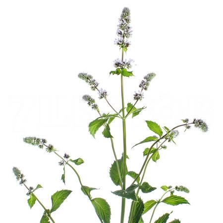 Mentha fresh sensation