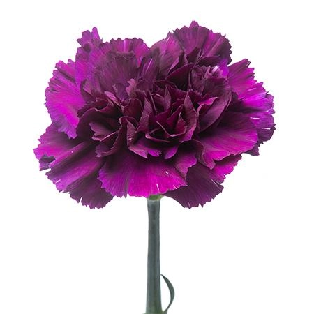 Carnation moonvista | Wholesale flowers, plants and supplies Carnation moonvista