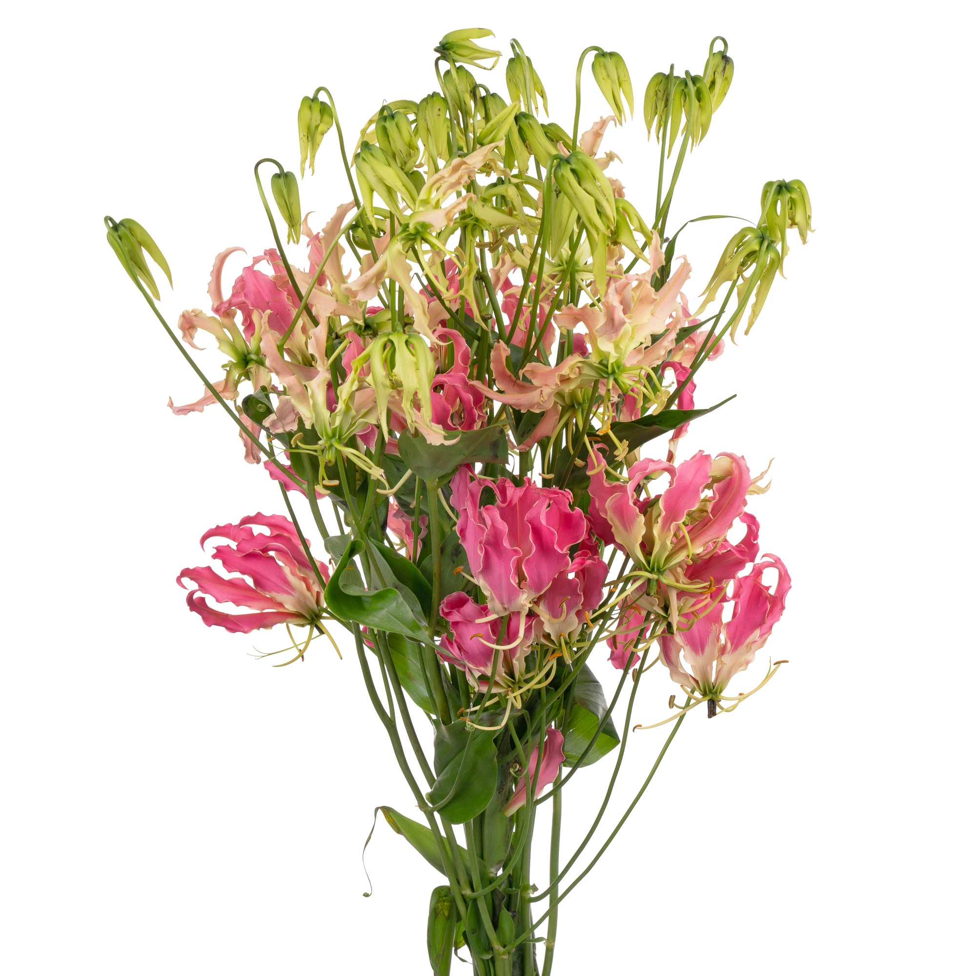 Gloriosa pink