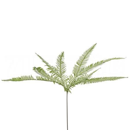 Blad Cyperus umbrella fern