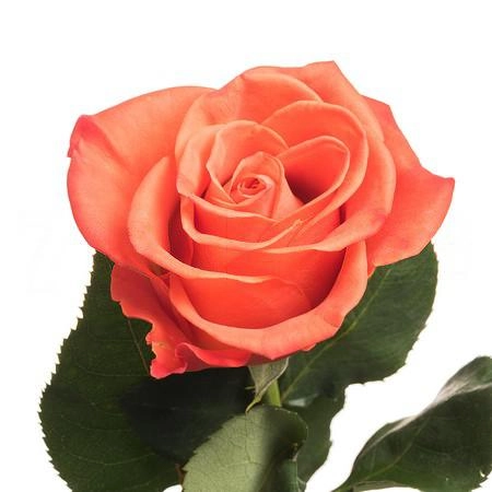 Rose orange crush | Wholesale flowers, plants and supplies Rose orange crush