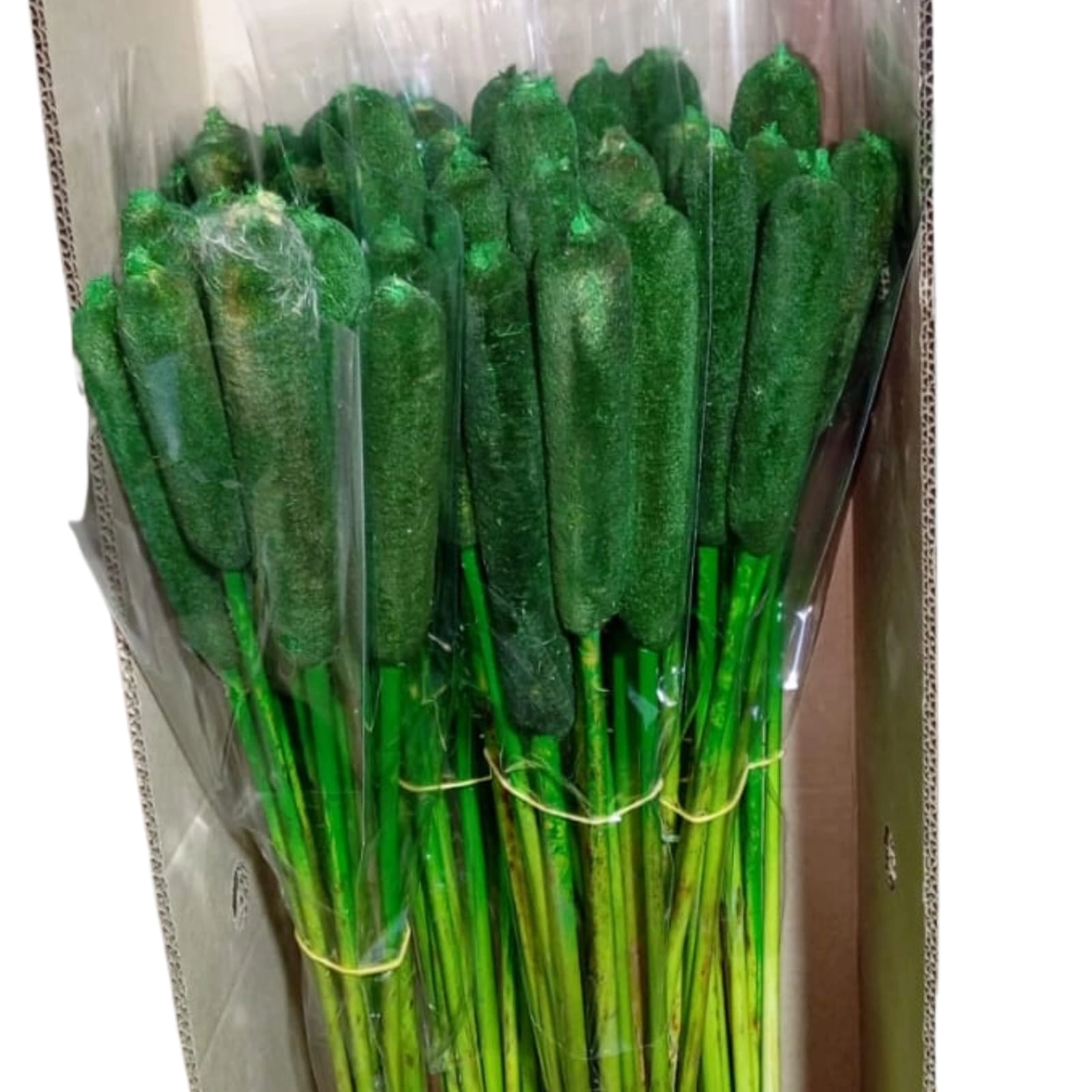 Scirpus bullrush green