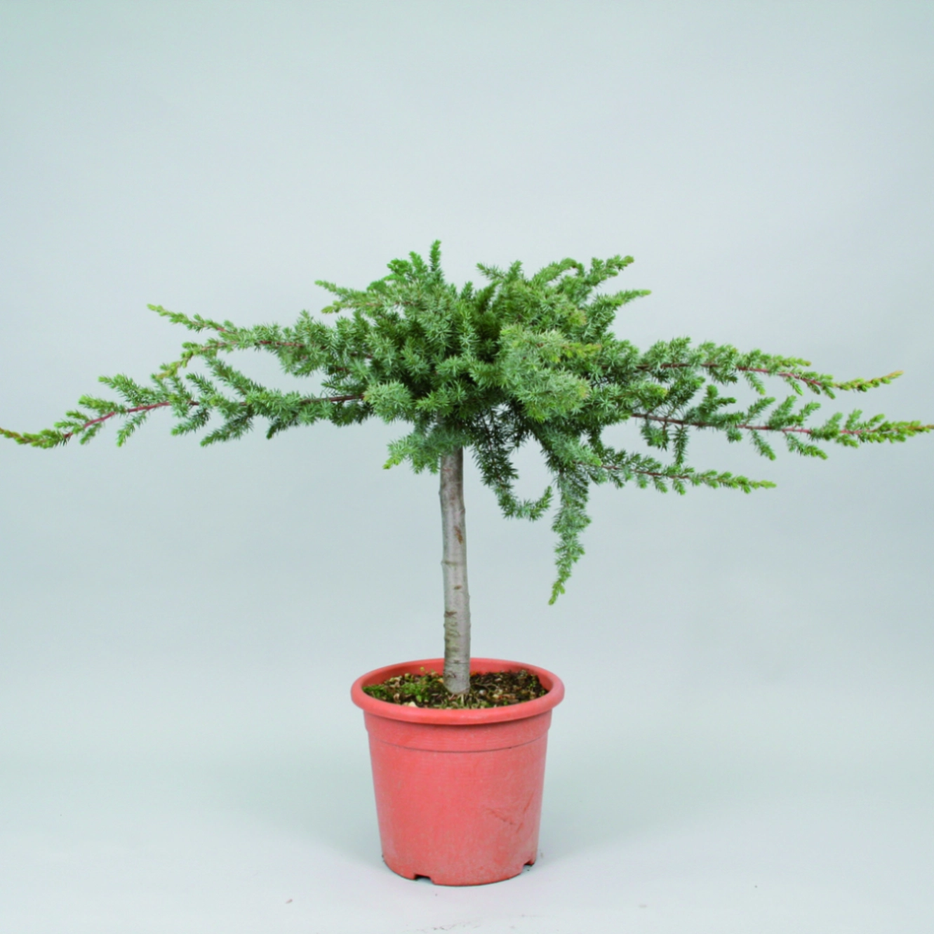 Wreath with banana leaf cover