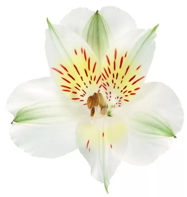 Alstroemeria whistler | Wholesale flowers, plants and supplies Alstroemeria whistler