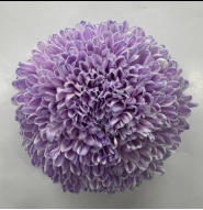 Chrysanthemum tinted light purple