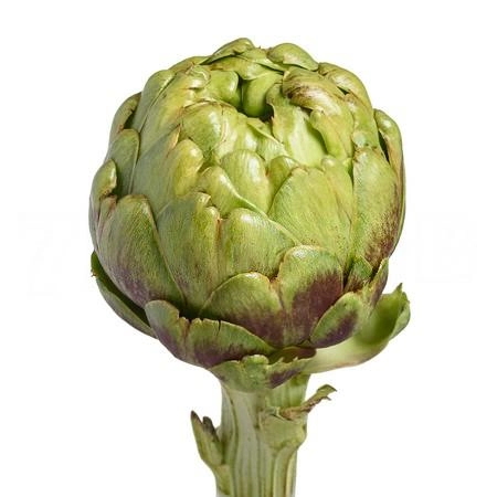 Cynara opal | Wholesale flowers, plants and supplies Cynara opal