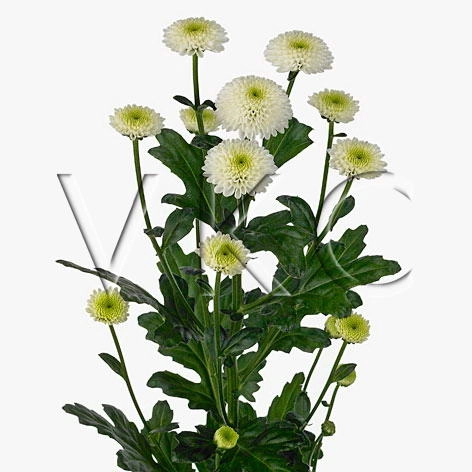 Chrysanthemum santini cologne | Wholesale flowers, plants and supplies Chrysanthemum santini cologne