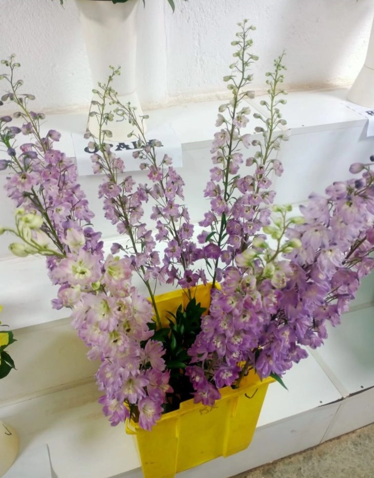 Delphinium cherry lavender