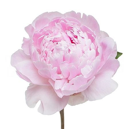 Paeonia sarah bernhardt | Wholesale flowers, plants and supplies Paeonia sarah bernhardt