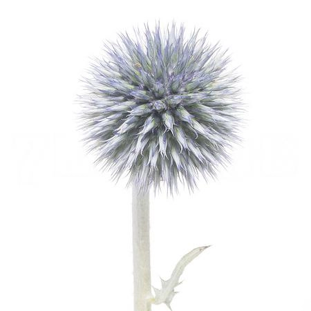 Echinops ritro