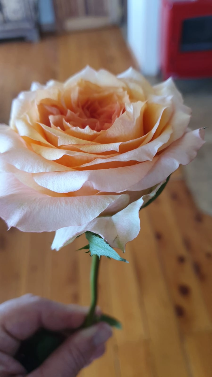 Rose celebrating heather | Wholesale flowers, plants and supplies Rose celebrating heather