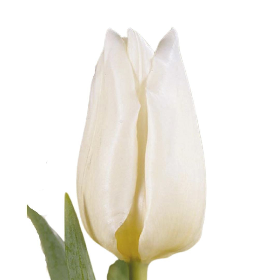 Tulip enkel agrass white | Wholesale flowers, plants and supplies Tulip enkel agrass white