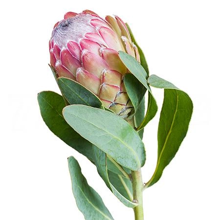 Protea susara