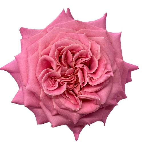 Rose ashley