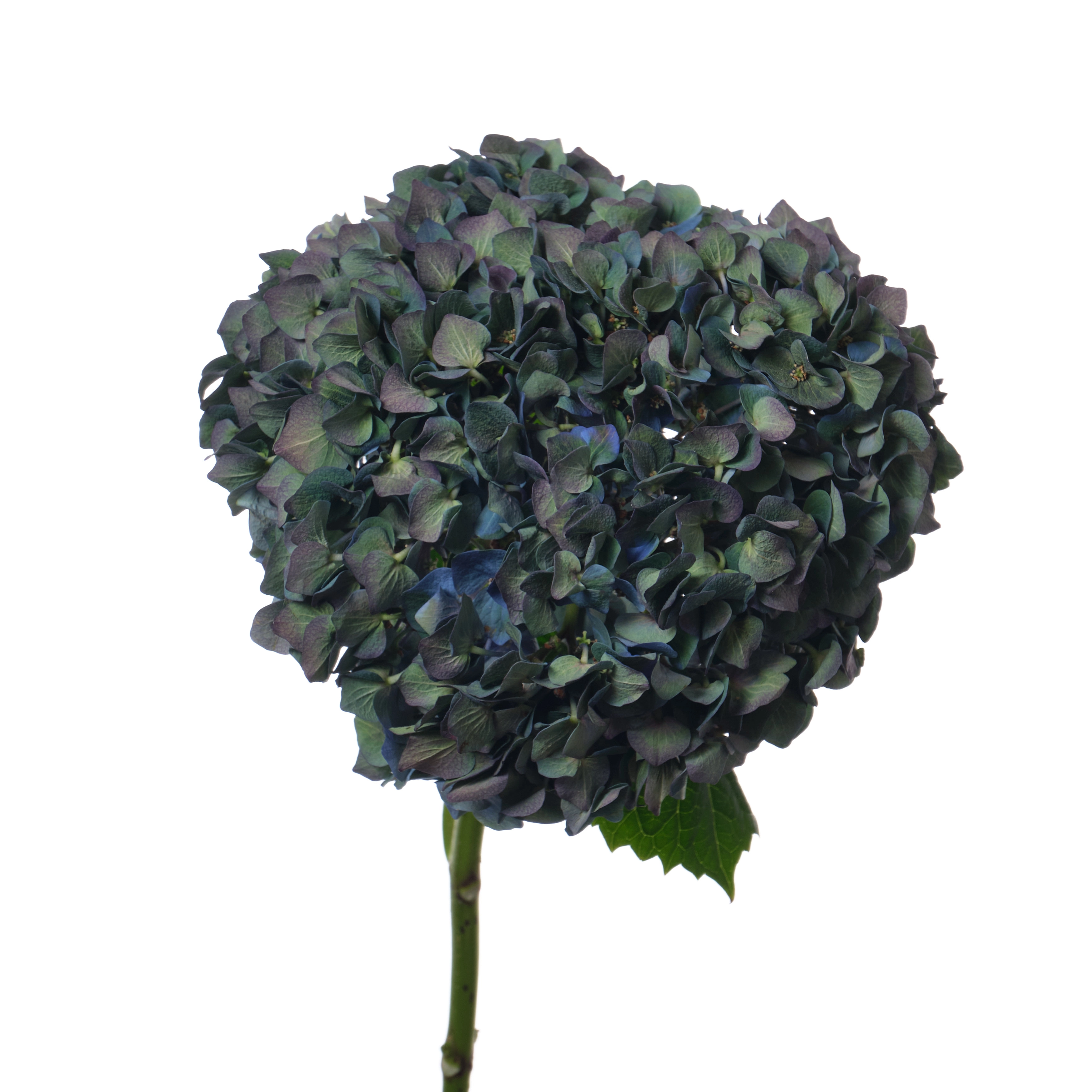 Hydrangea bela classic