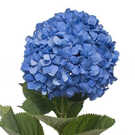 Hydrangea blue