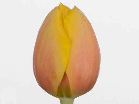 Tulip enkel marit