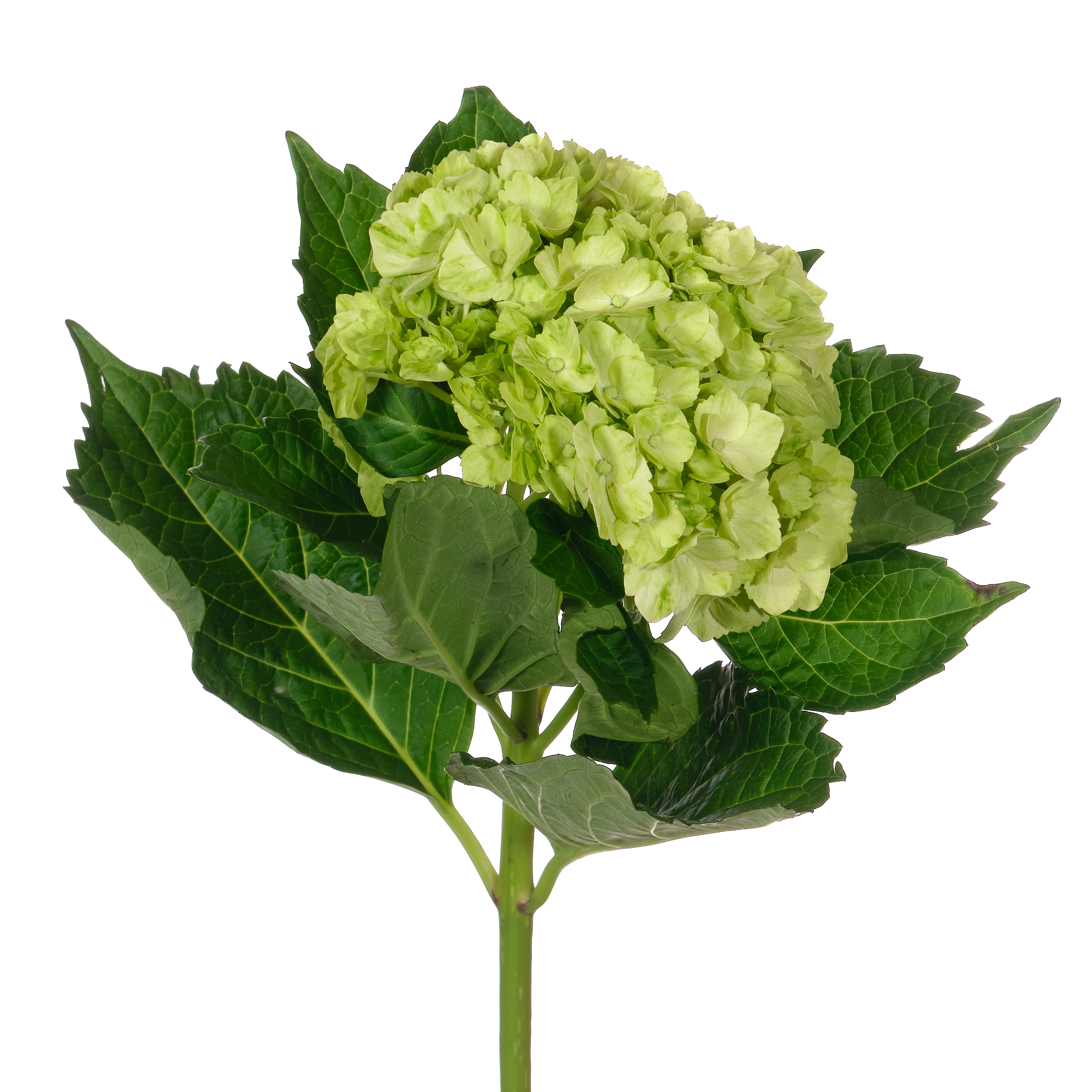 Hydrangea tinted premium apple green