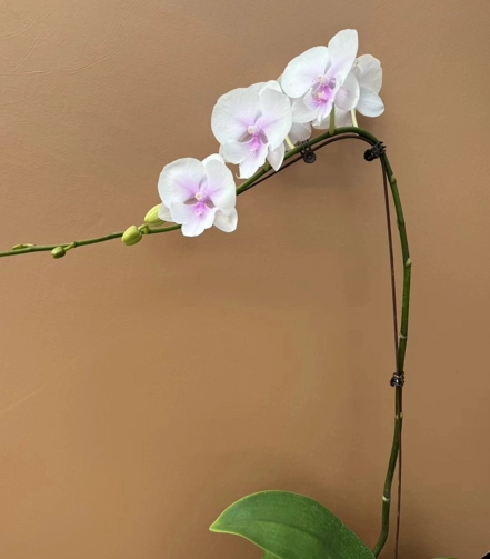 Phalaenopsis pot town girl