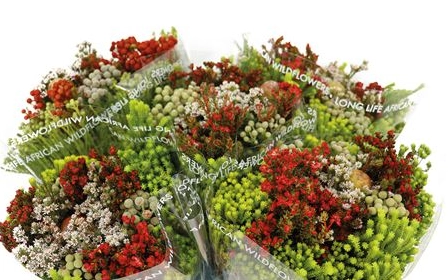 Bouquet Kaaps cape mix red | Wholesale flowers, plants and supplies Bouquet Kaaps cape mix red