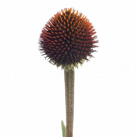 Echinacea leuchtstern | Wholesale flowers, plants and supplies Echinacea leuchtstern