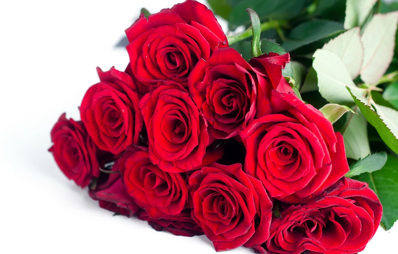 Rose mix red