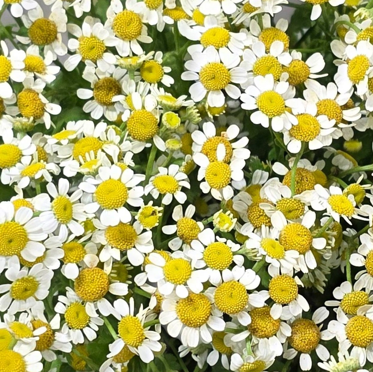 Tanacetum white